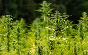 Cannabis seed benefits