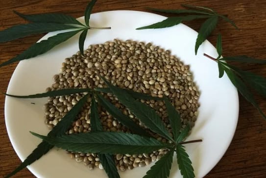 Cannabis seed